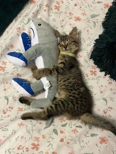 Tabby kitten with a yellow collar sleeps hugging a grey shark plush on a floral blanket