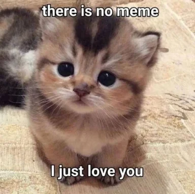 Fluffy tabby kitten looking up at camera with caption "there is no meme" and "I just love you"