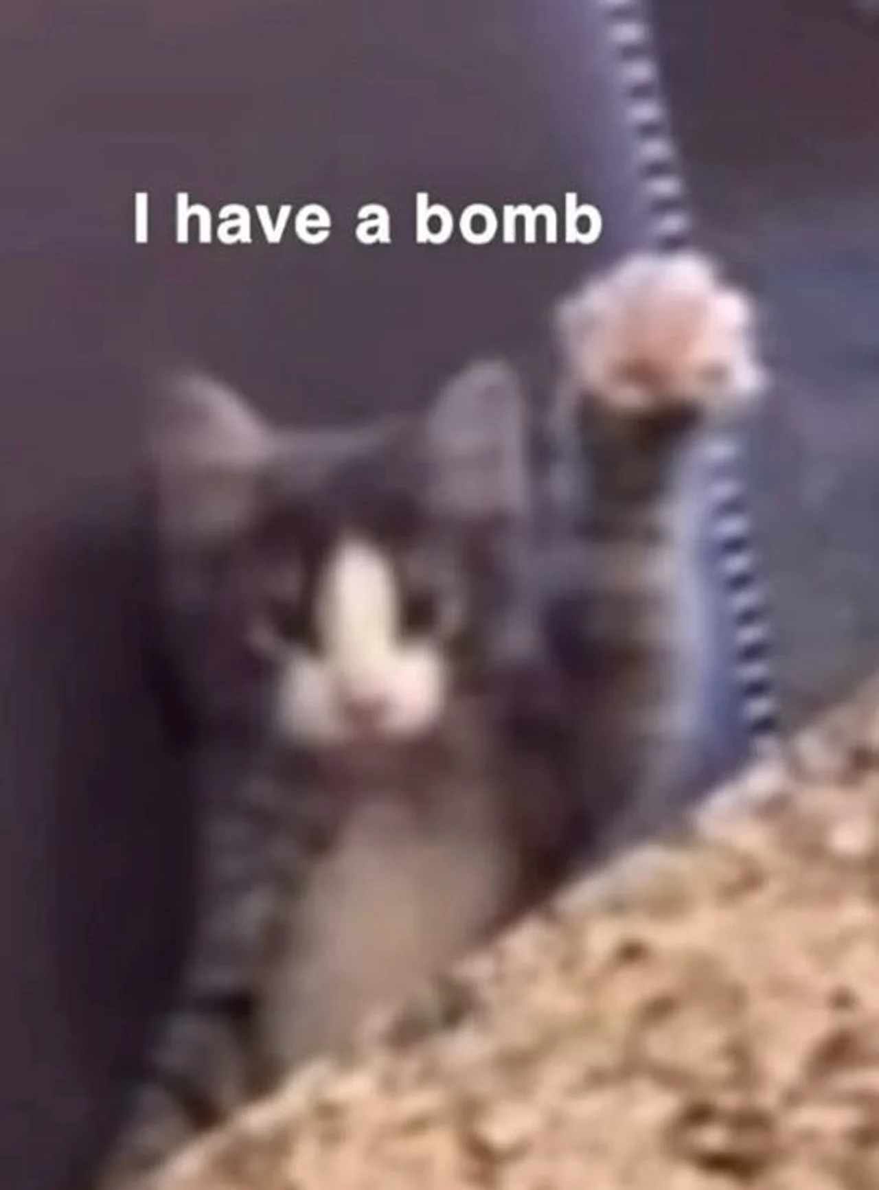 Blurry photo of a tabby cat staring at the camera with white caption text reading "I have a bomb"