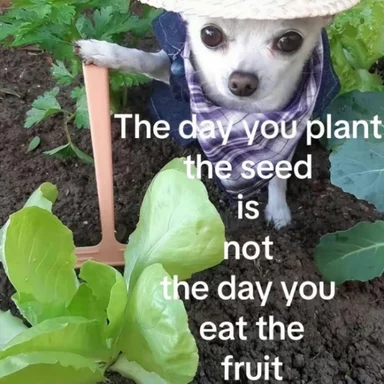 White chihuahua in straw hat and bandana in a garden with text about planting seeds
