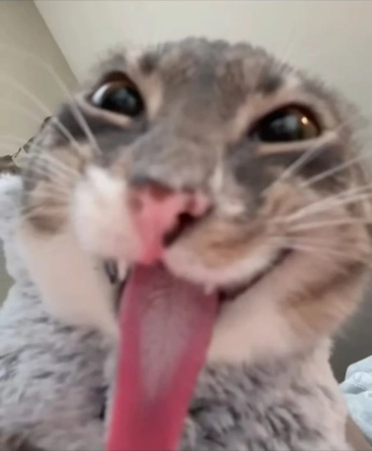 Blurry close-up of a tabby cat sticking out an extremely long pink tongue toward the camera